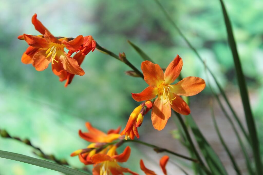 Montbretia: un&rsquo;esplosione di colori per il tuo giardino