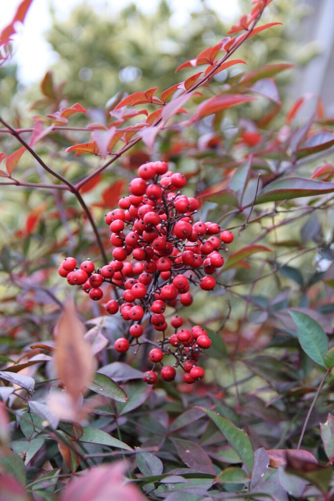 Nandina: la bellezza senza tempo del bambù sacro
