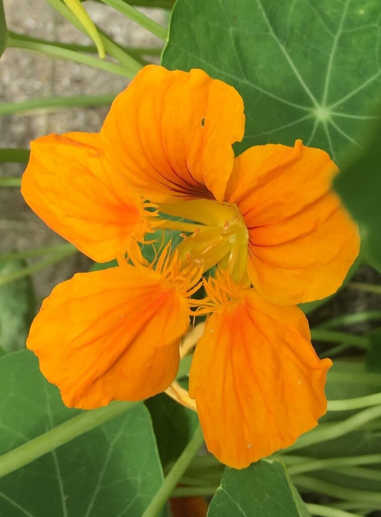 Nasturzio: un gioiello colorato e versatile per il tuo giardino