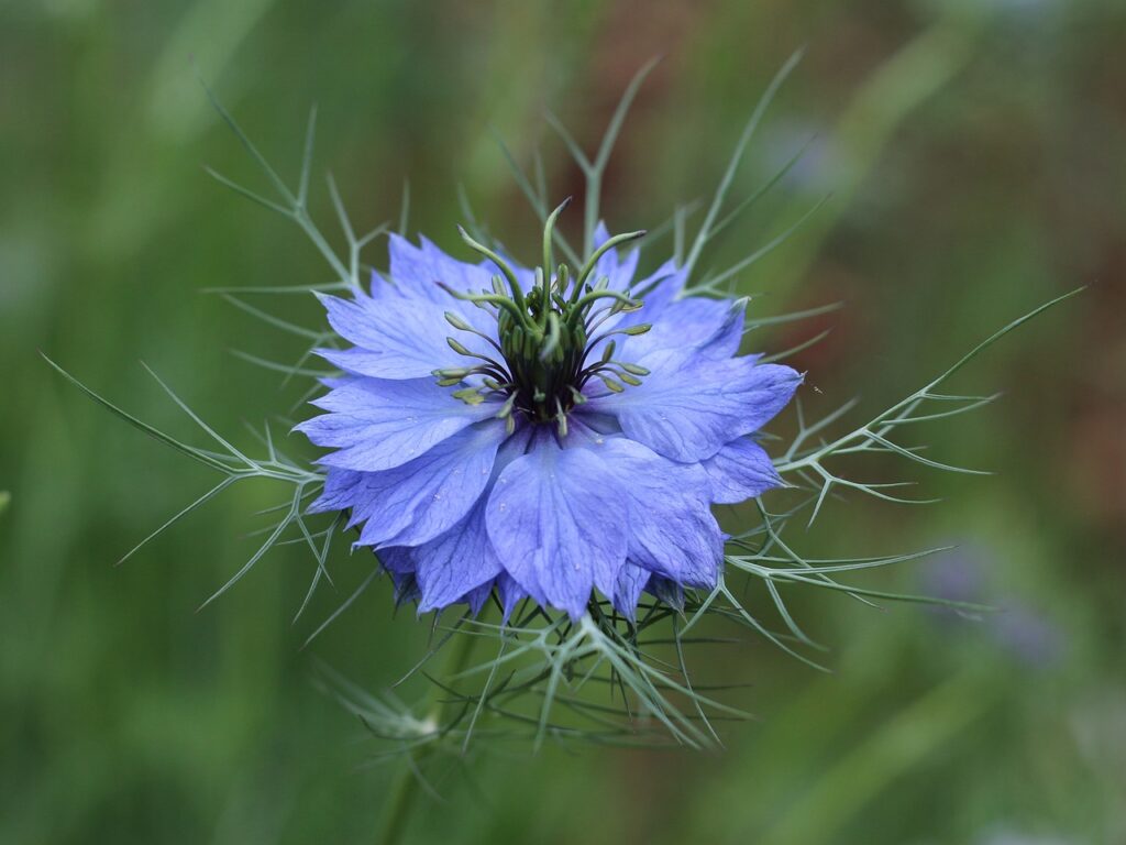 Nigella: caratteristiche, significato e consigli per la coltivazione