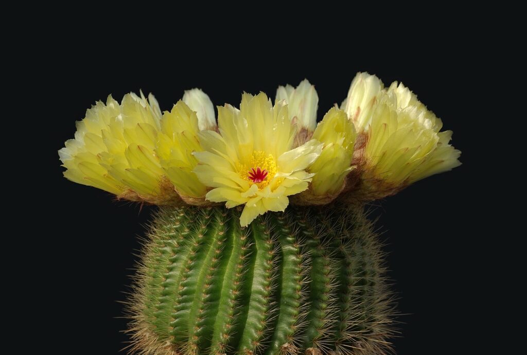 Notocactus: un piccolo tesoro tra i cactus