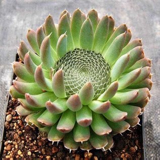 Orostachys