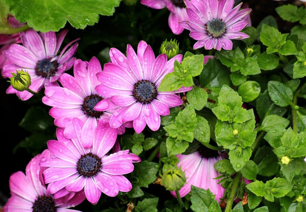 Osteospermum: il fiore colorato per un giardino sempre vivo