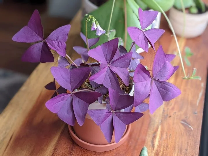 Oxalis Triangularis: Guida alla Cura e ai Benefici della Pianta delle Farfalle