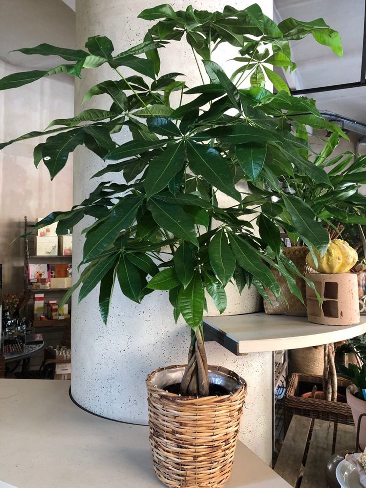 Pachira Aquatica
