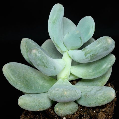 Pachyphytum