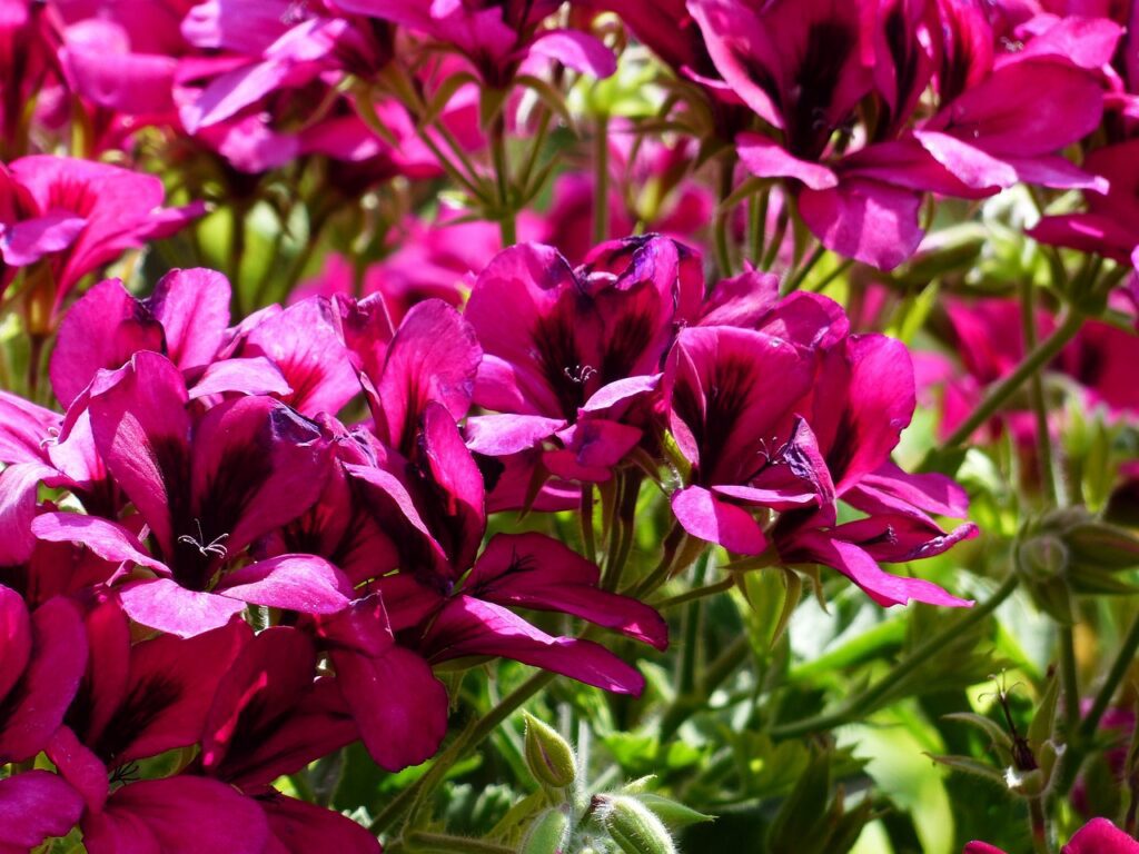 Pelargonium: caratteristiche, coltivazione e cura