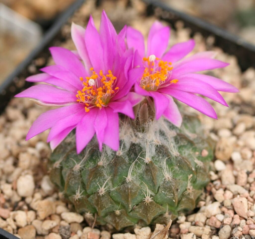 Pelecyphora: una succulenta rara e affascinante