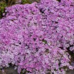 Il Phlox: la pianta dai mille colori