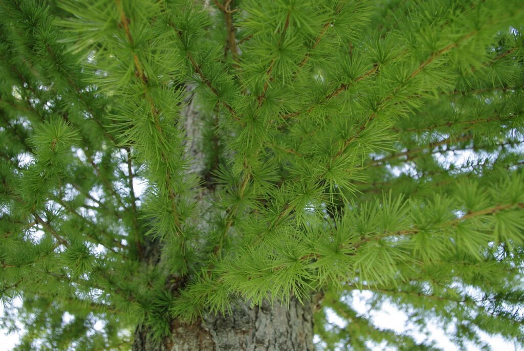 Piante sempreverdi: bellezza e verde tutto l’anno