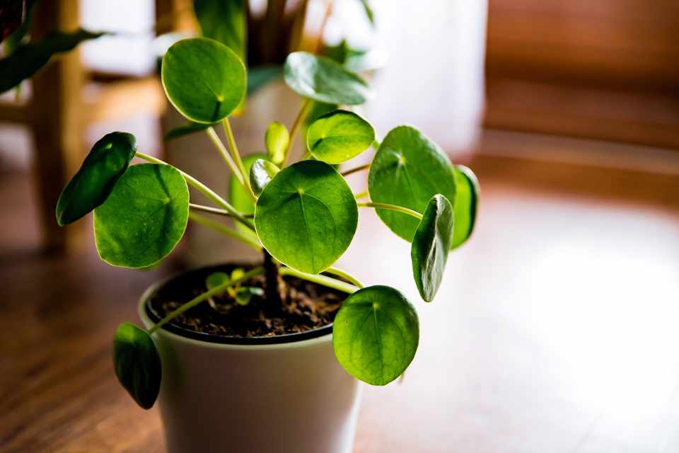Pilea Peperomioides