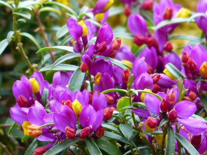 Polygala