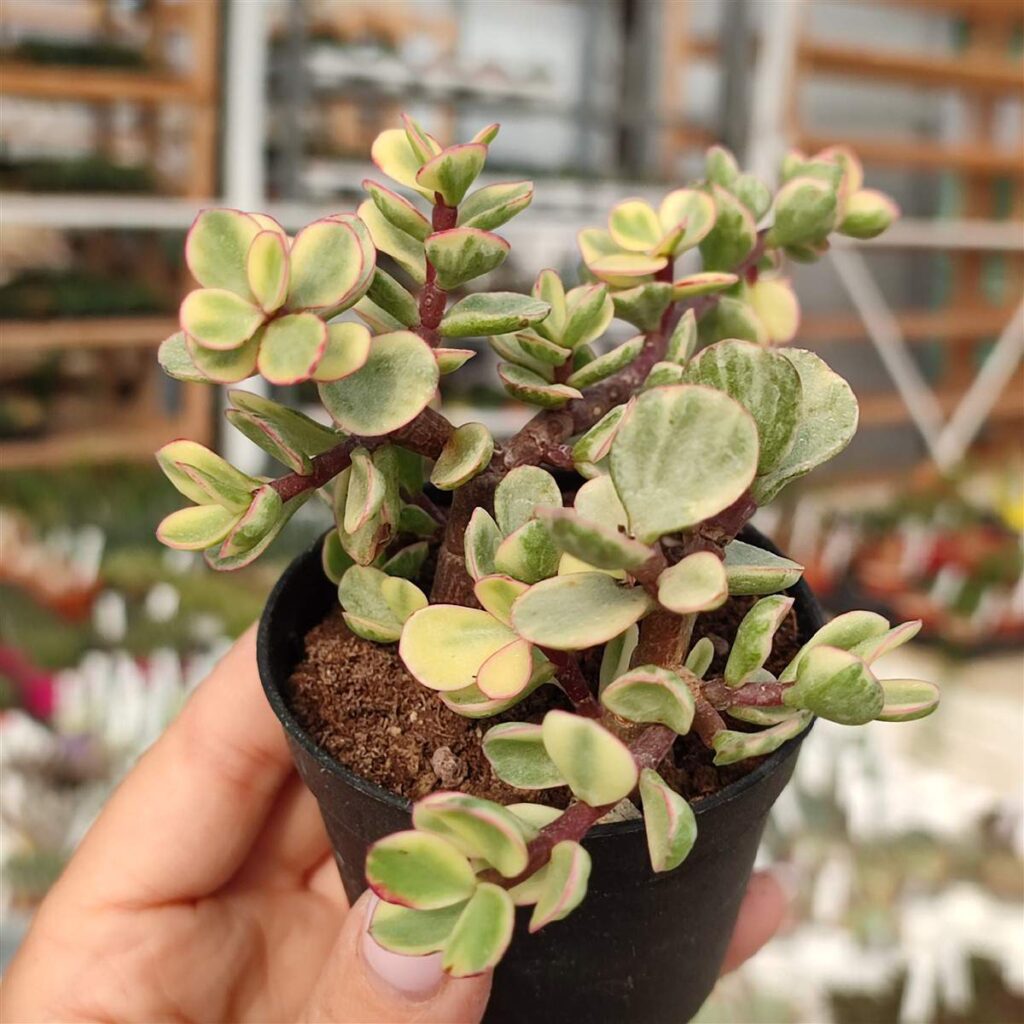 Portulacaria