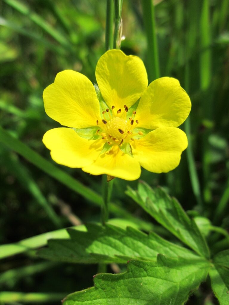 Potentilla: caratteristiche, benefici e utilizzi