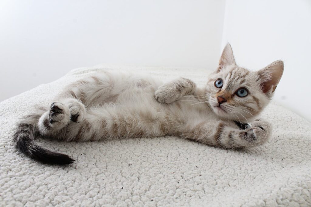 Problemi al cuore nel gatto: cause, sintomi e cure