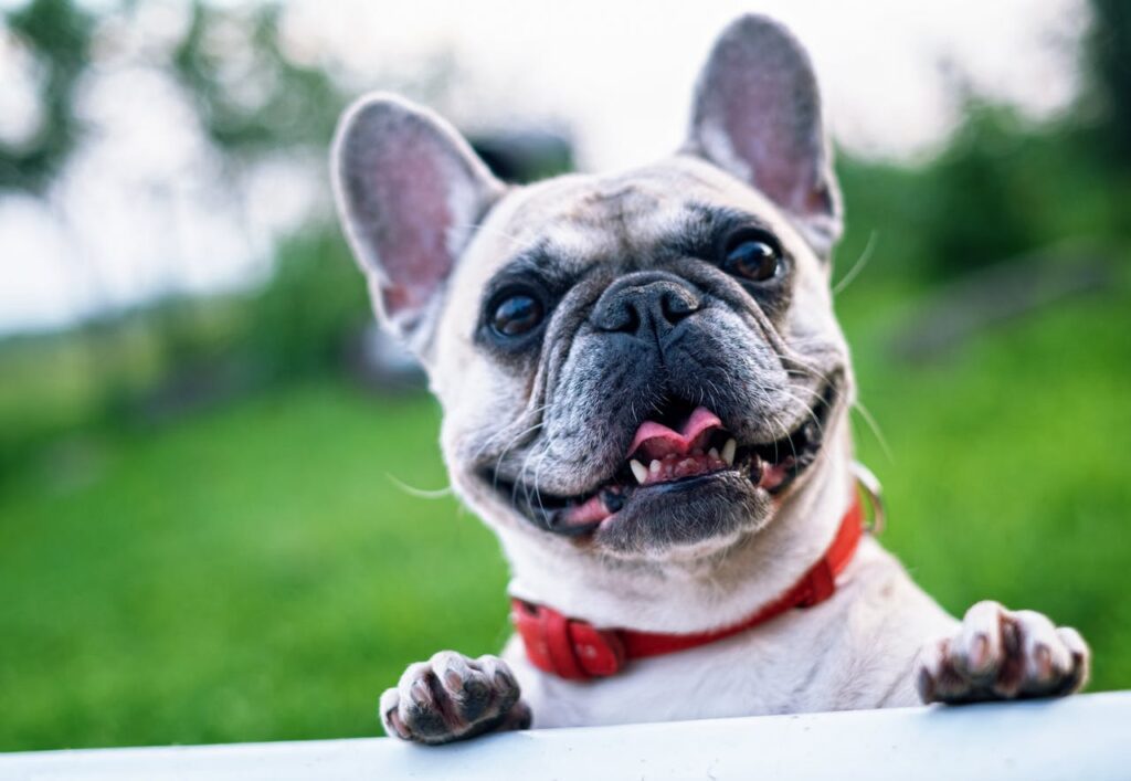 Problemi al fegato dei cani: tutto quello che devi sapere