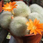 Rebutia