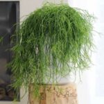 Rhipsalis