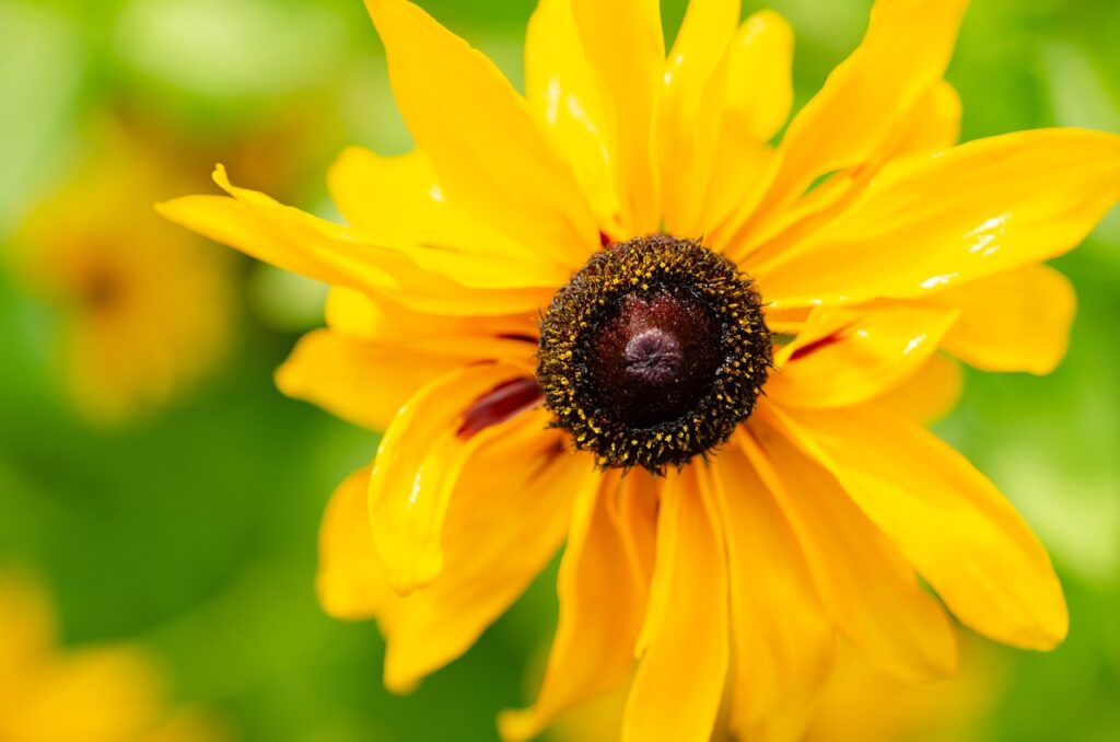 Rudbeckia: il fiore del sole che illumina il giardino