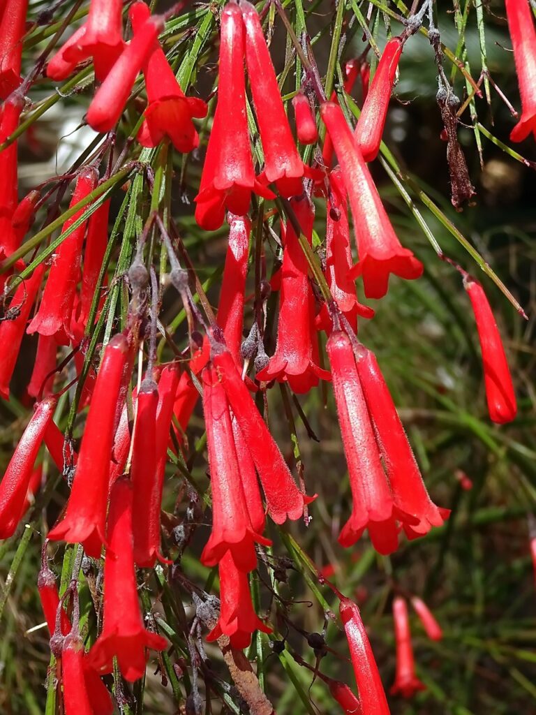Russelia: la cascata di fiori delicati