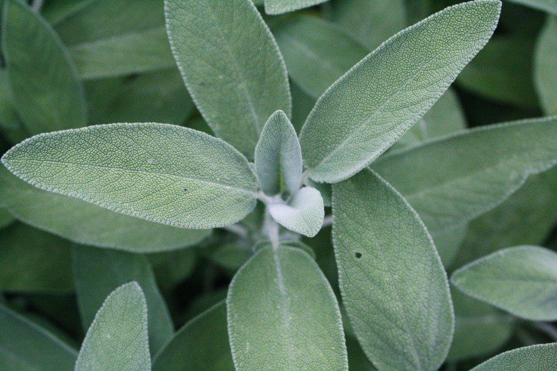 La Salvia