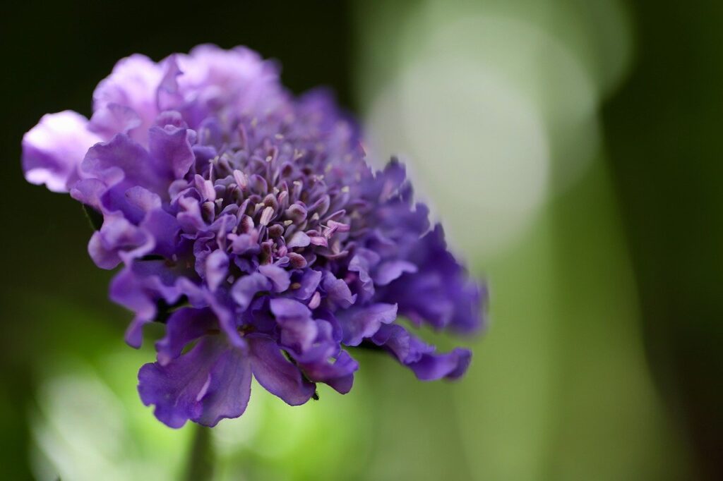 Scabiosa: la bellezza discreta di un fiore antico