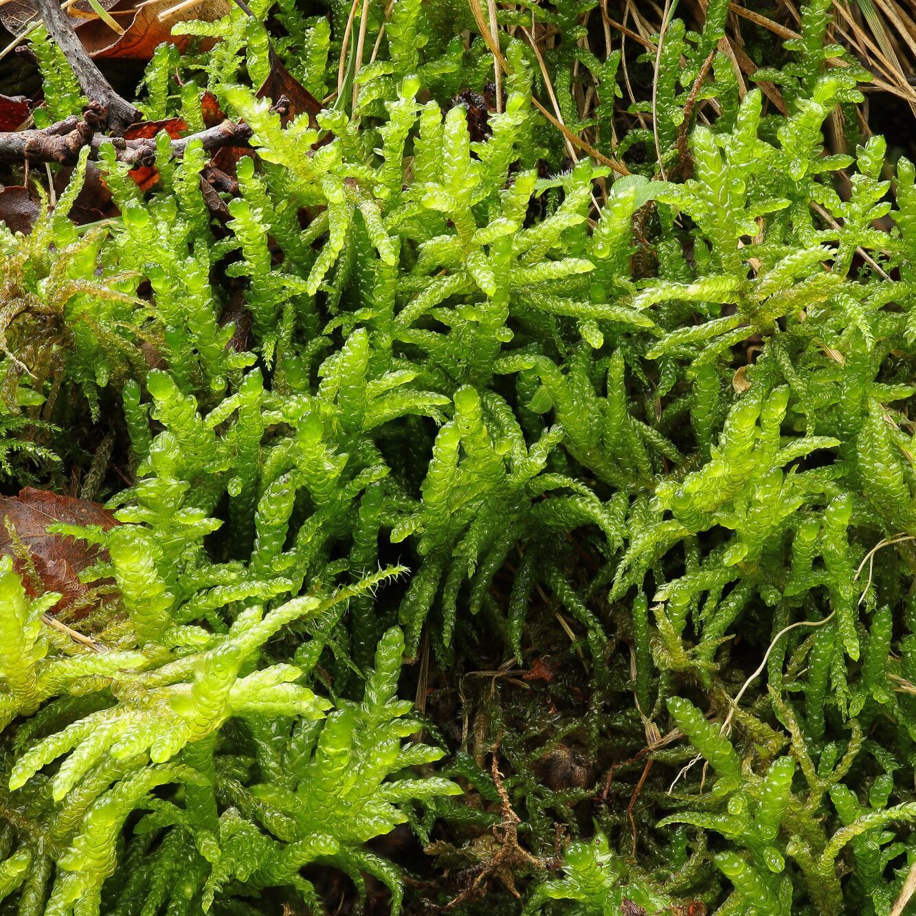 Pseudoscleropodium purum