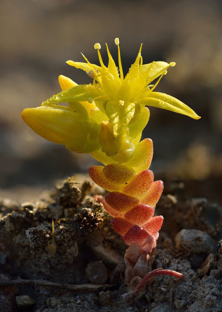 Sedum: la pianta succulenta per eccellenza