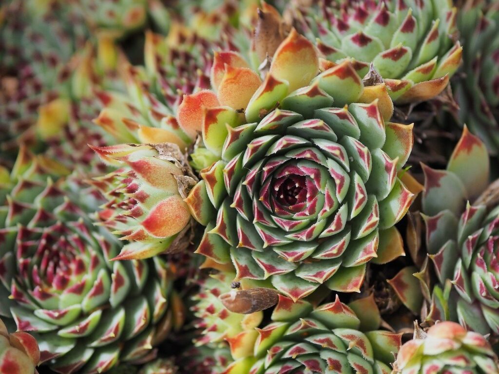 Sempervivum: la pianta delle rocce, simbolo di resistenza
