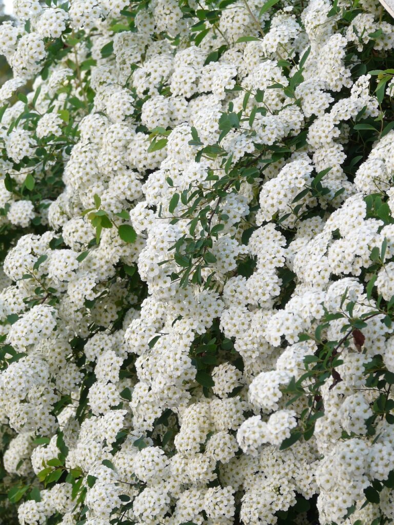 Spiraea: l'arbusto elegante e versatile per ogni giardino