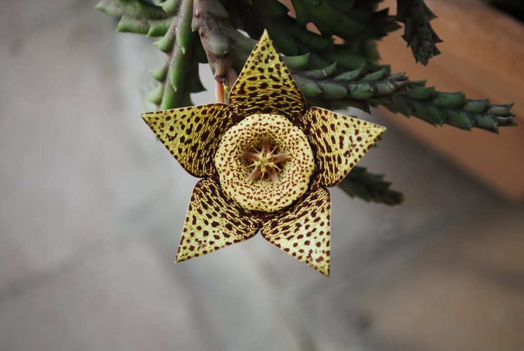Stapelia: la pianta dai fiori insoliti e affascinanti