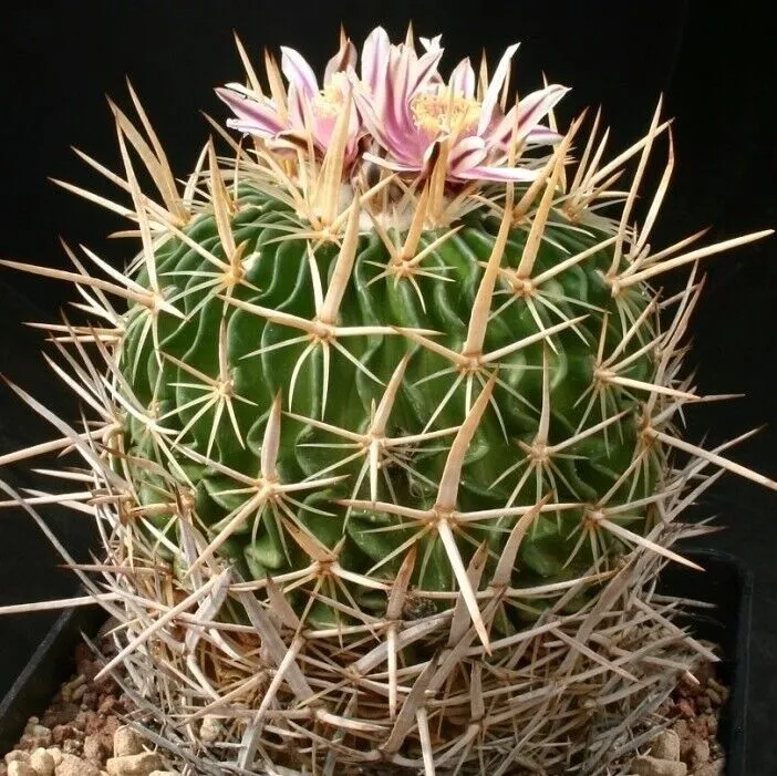 Stenocactus