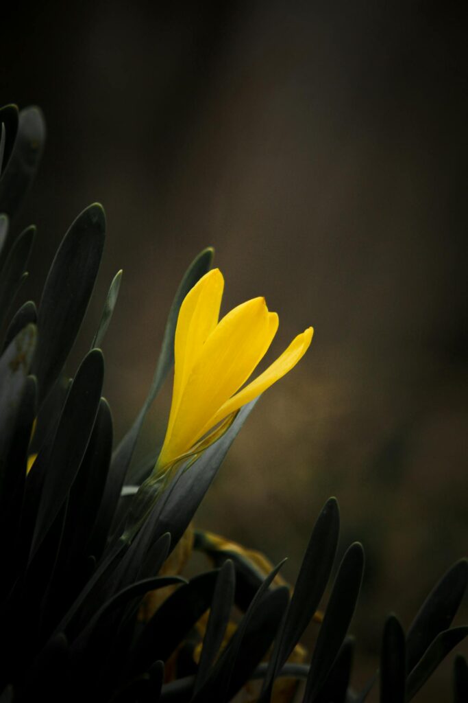 Sternbergia: la bellezza del croco autunnale