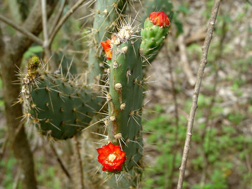 Tacinga: una pianta unica tra le Cactacee