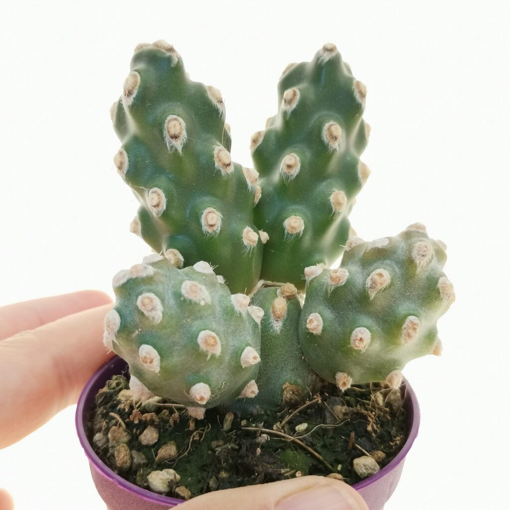Tephrocactus