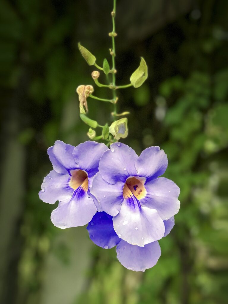 Thunbergia: la pianta rampicante dai fiori vivaci