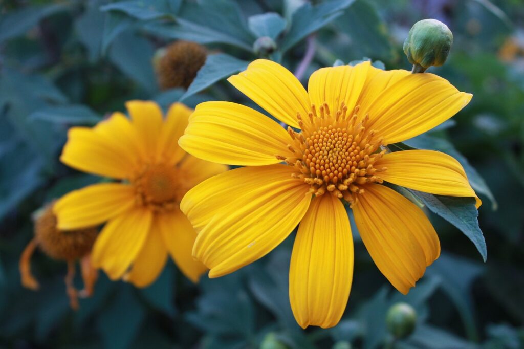 Tithonia: la pianta del sole per giardini vivaci