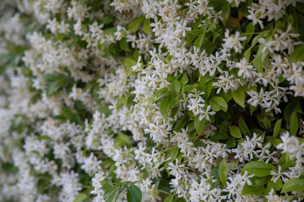 Trachelospermum: il gelsomino sempreverde che profuma i giardini