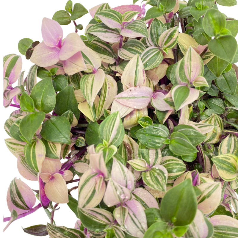 Tradescantia