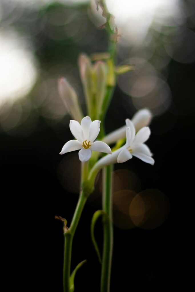 Tuberosa: il fiore dalla fragranza inconfondibile