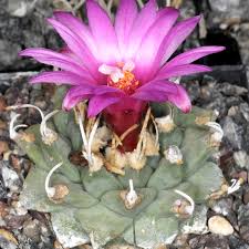Turbinicarpus