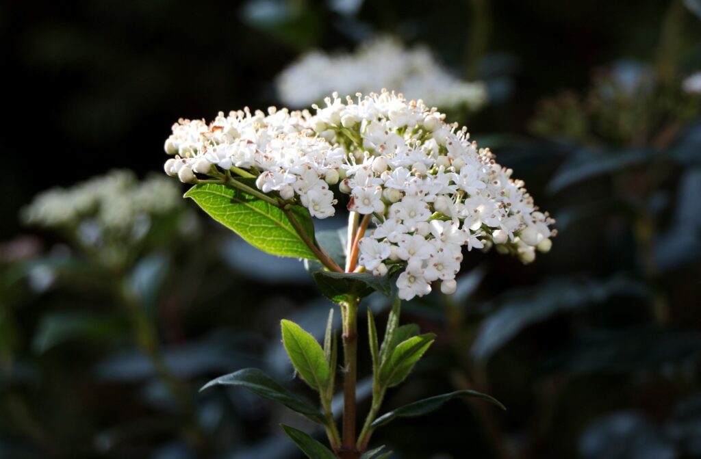 Viburnum: un arbusto ornamentale dalle mille virtù