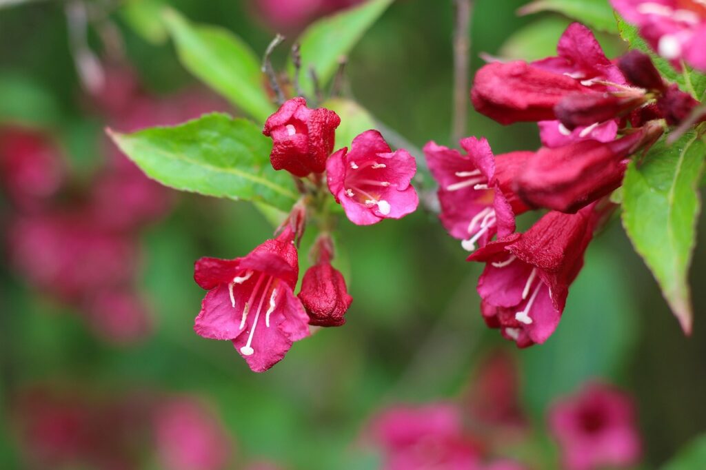 Weigela: la bellezza versatile per il tuo giardino
