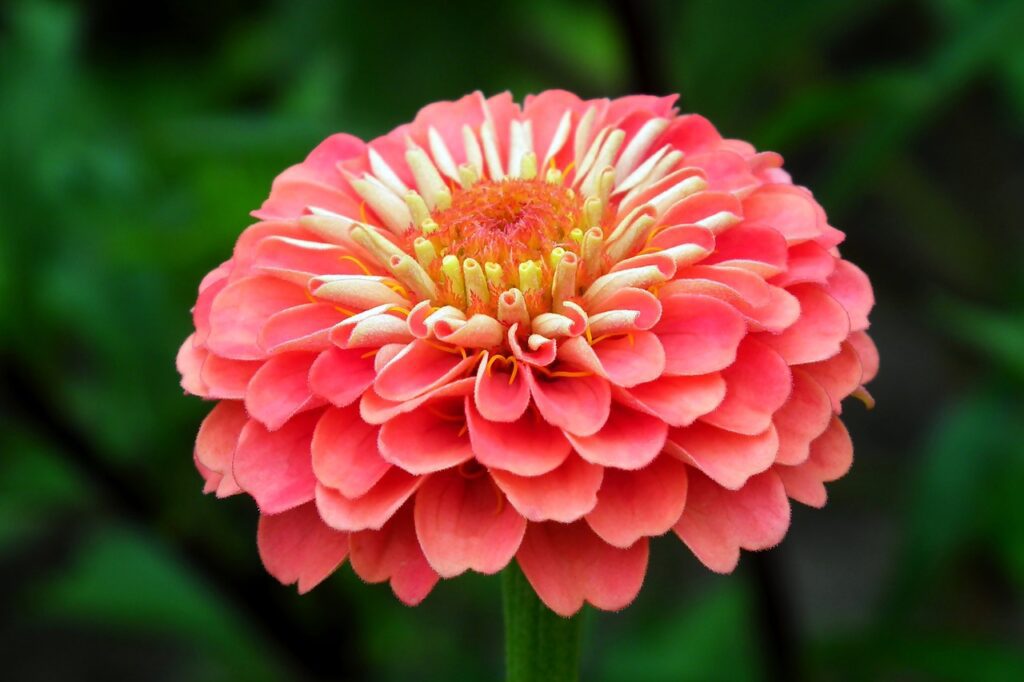 Zinnia: una pianta dai colori vibranti