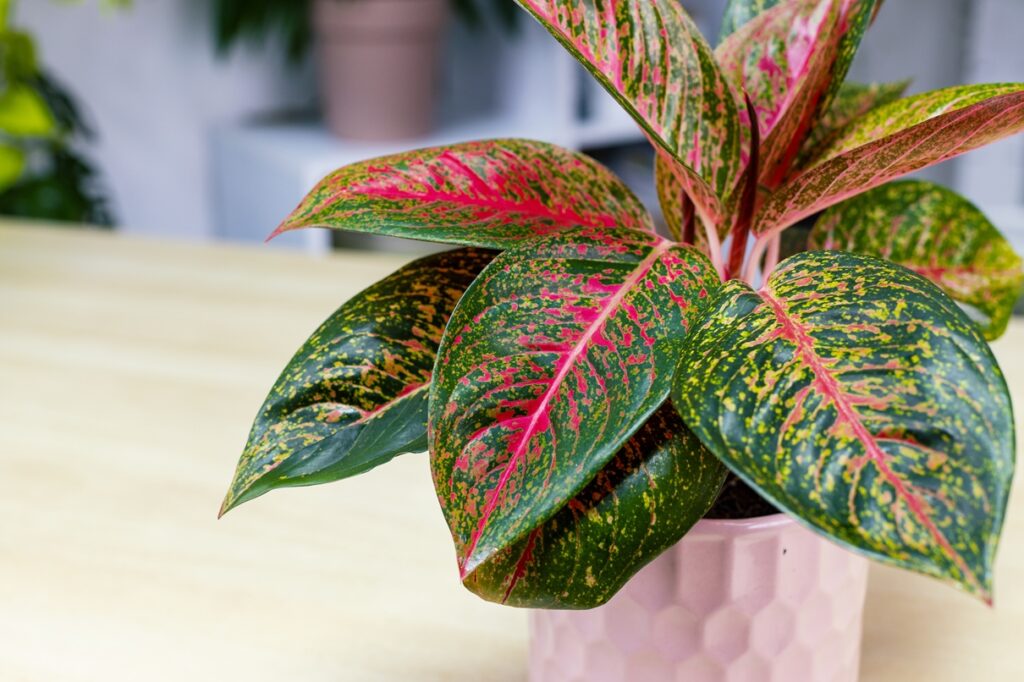 Aglaonema