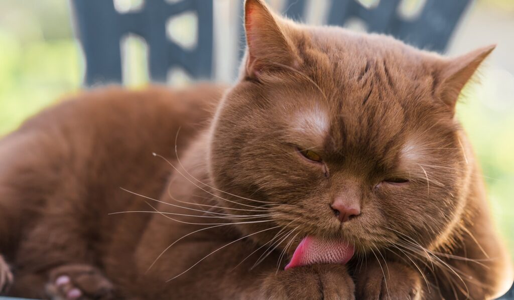 Allergie del gatto