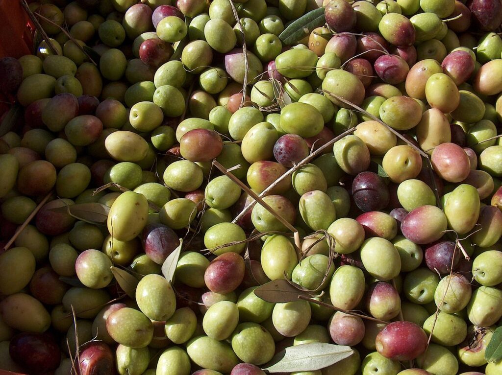 Controindicazioni delle olive