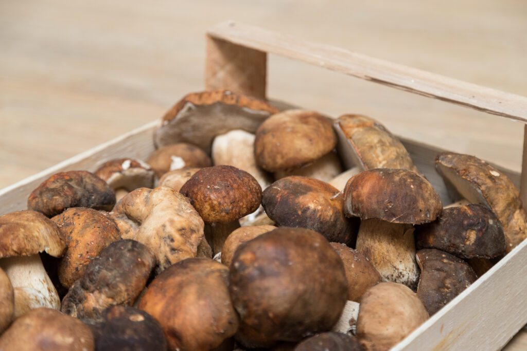 Funghi e Pressione Alta: Benefici e Precauzioni