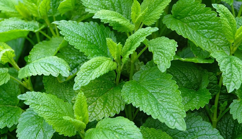 Qual è il miglior gastroprotettore naturale?