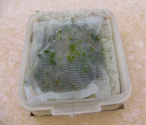 Moss-bag